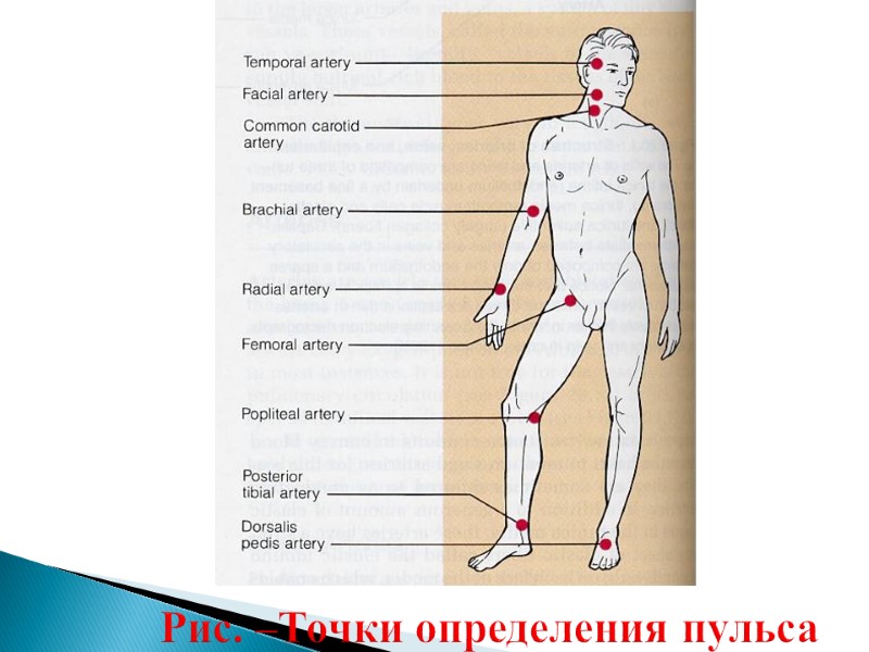 Рис. –Точки определения пульса